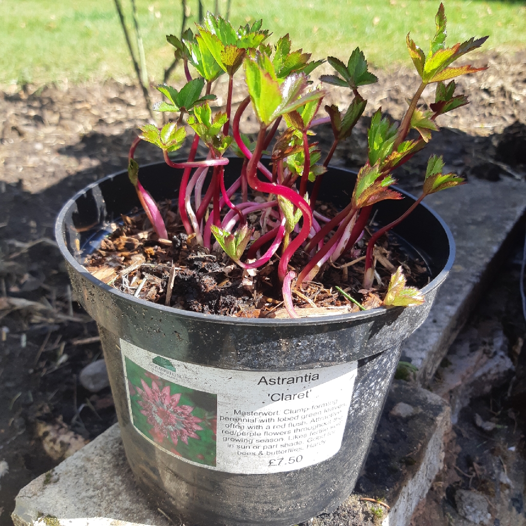 Masterwort Claret in the GardenTags plant encyclopedia