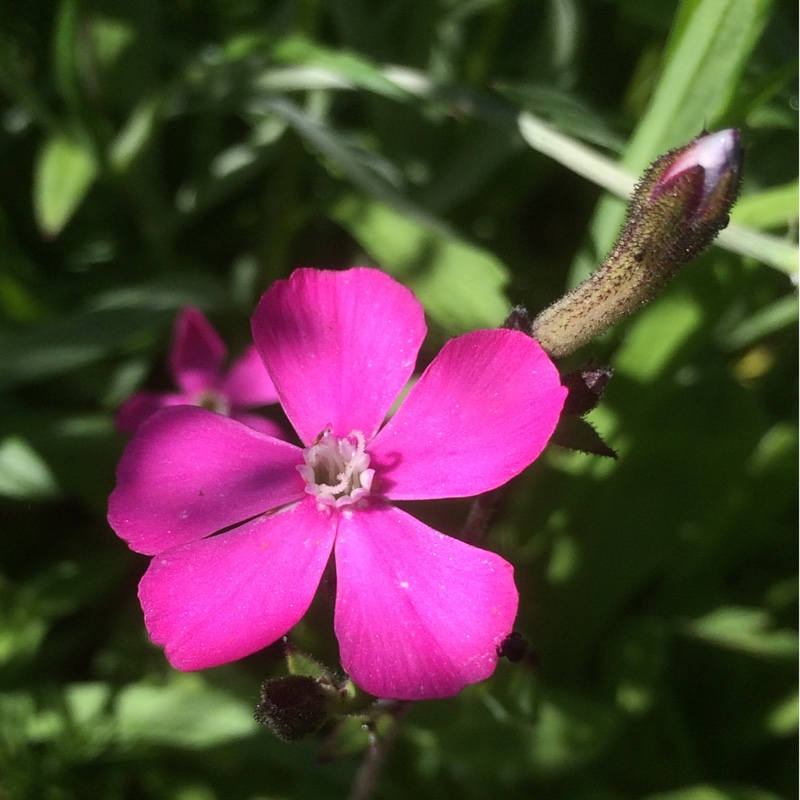 Nodding Catchfly in the GardenTags plant encyclopedia