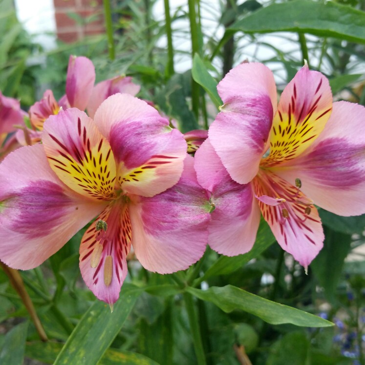 Peruvian Lily Polka in the GardenTags plant encyclopedia