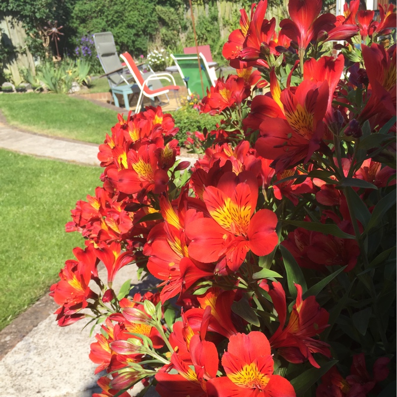 Peruvian Lily Flaming Star in the GardenTags plant encyclopedia