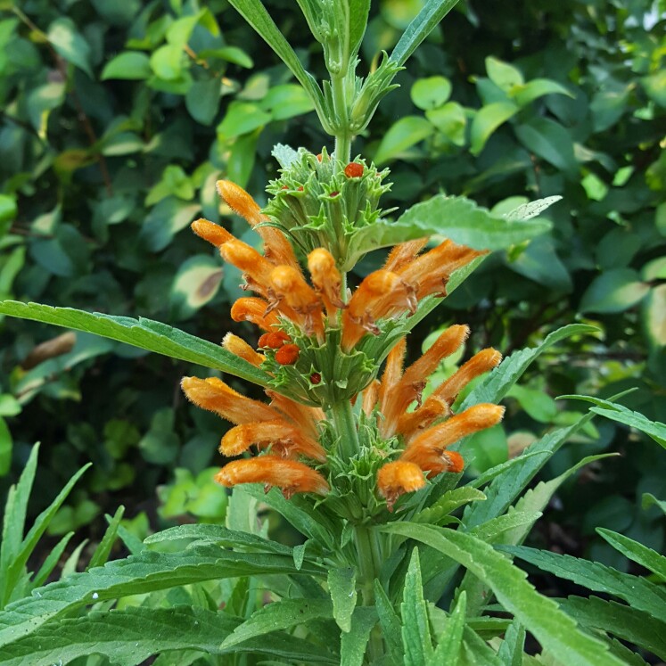 Lions Ear in the GardenTags plant encyclopedia