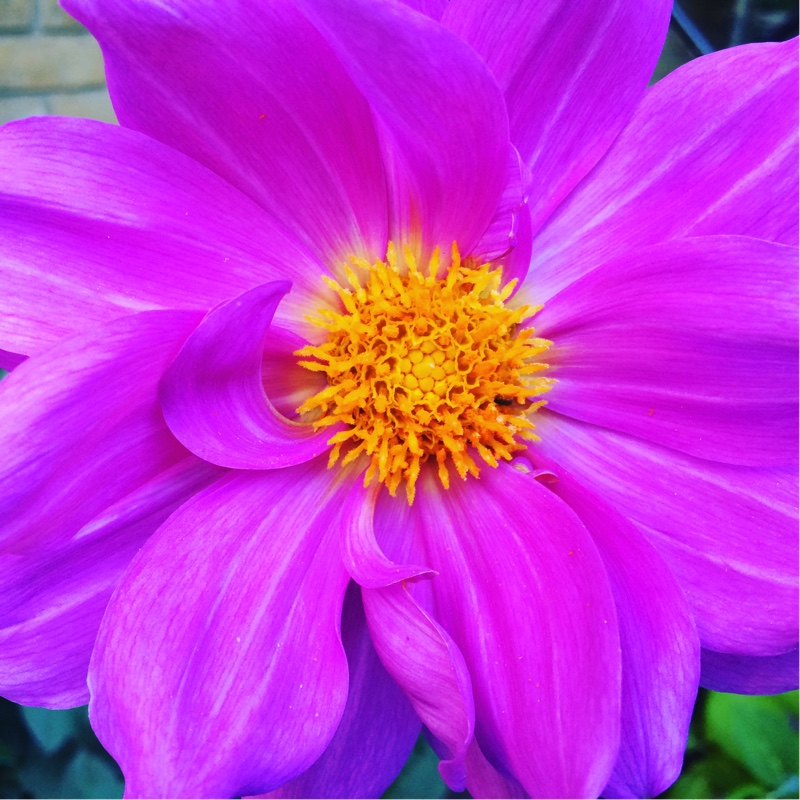 Dahlia Annika (Single-flowered) in the GardenTags plant encyclopedia