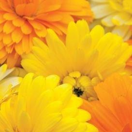 Pot marigold Costa Mix in the GardenTags plant encyclopedia