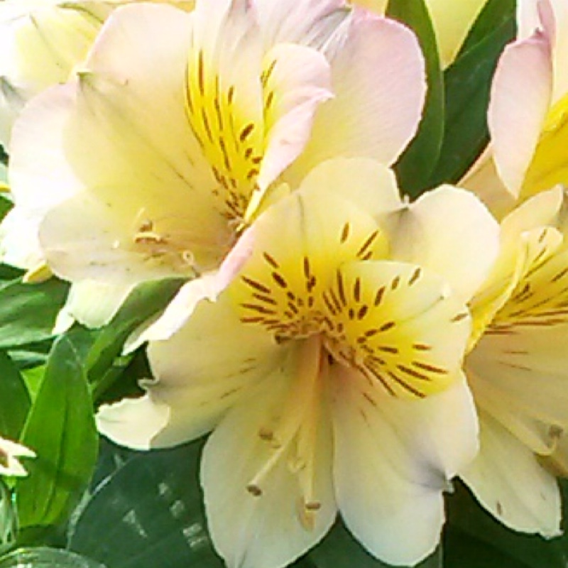 Peruvian Lily Inticancha Cabana in the GardenTags plant encyclopedia