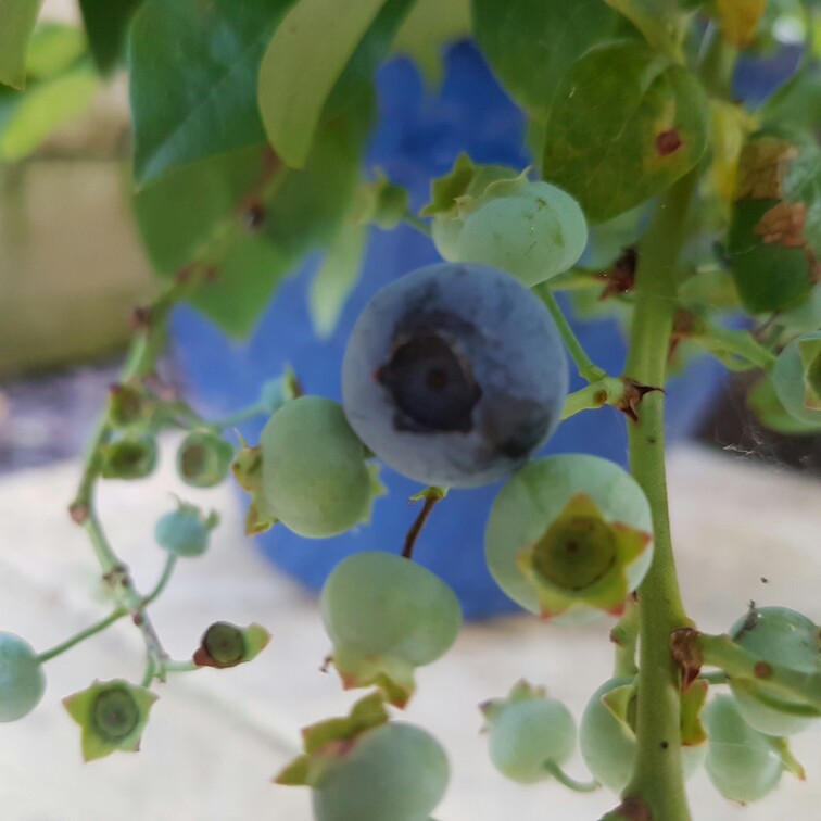 Blueberry Blue Jay in the GardenTags plant encyclopedia