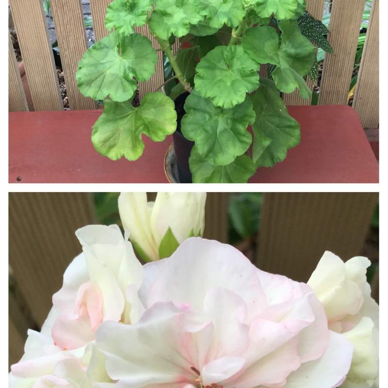 Pelargonium Always (Zonal Double) in the GardenTags plant encyclopedia