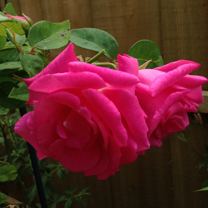 Rose Zephirine Drouhin (Bourbon) in the GardenTags plant encyclopedia