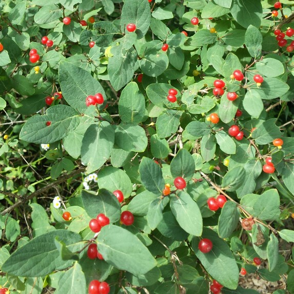 Morrows Honeysuckle in the GardenTags plant encyclopedia