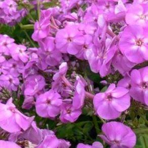 Phlox Lilac Flame in the GardenTags plant encyclopedia