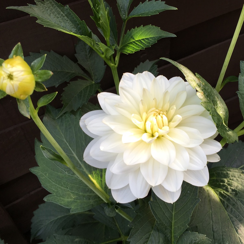 Dahlia White Onesta in the GardenTags plant encyclopedia