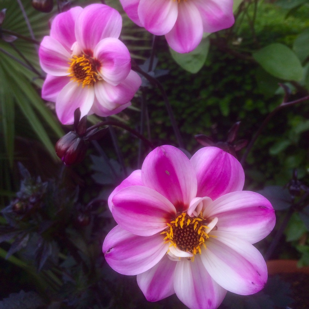 Dahlia Bishop of Leicester (Misc) in the GardenTags plant encyclopedia