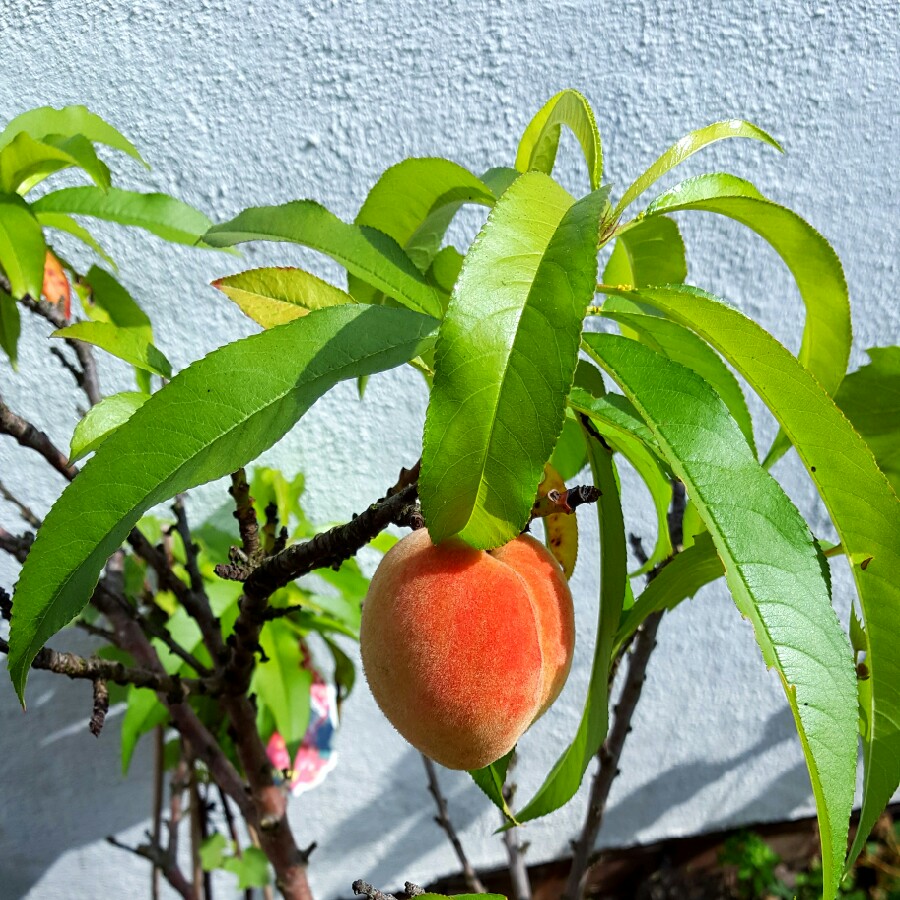 Peach Terrace Diamond in the GardenTags plant encyclopedia