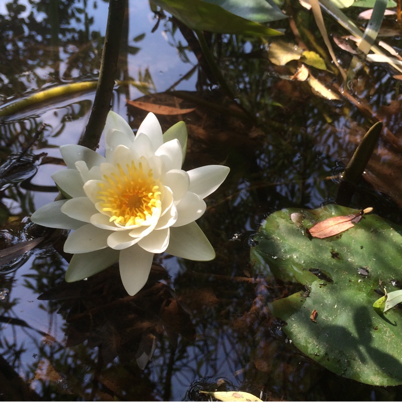 White Water Lily in the GardenTags plant encyclopedia