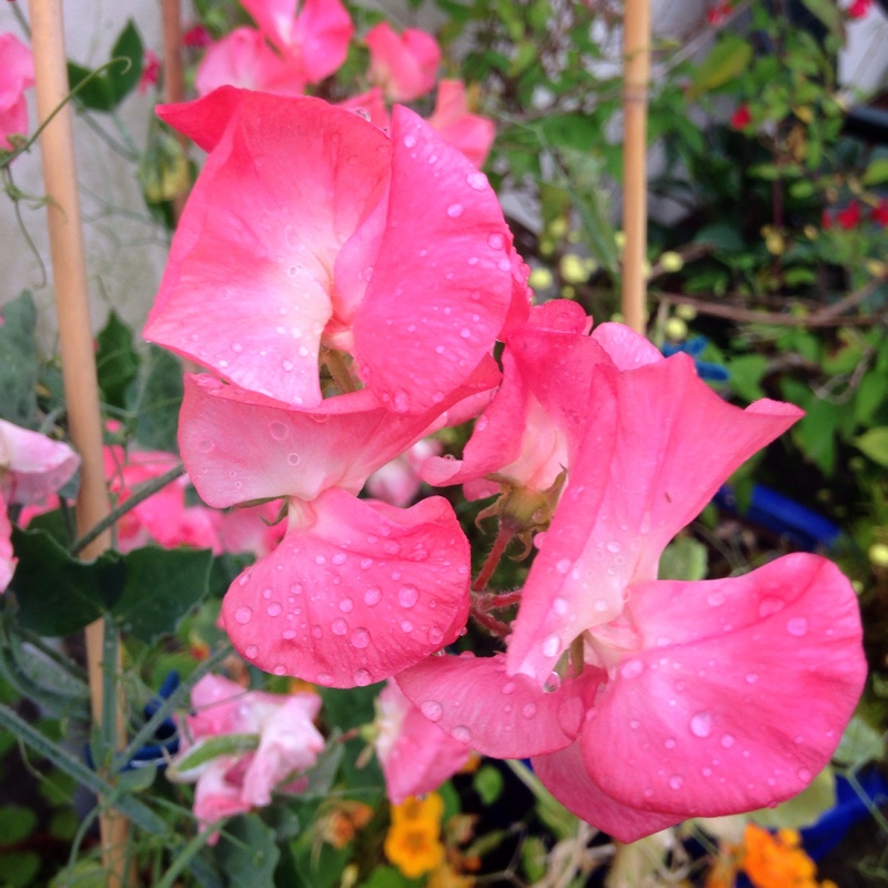 Sweet Pea Terry Wogan in the GardenTags plant encyclopedia