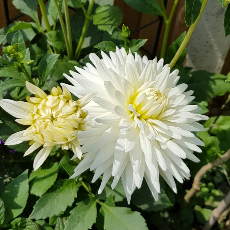 Dahlia My Love (Semi-cactus) in the GardenTags plant encyclopedia