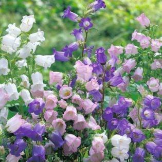 Canterbury Bells in the GardenTags plant encyclopedia