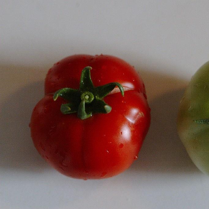 Tomato Early Girl in the GardenTags plant encyclopedia