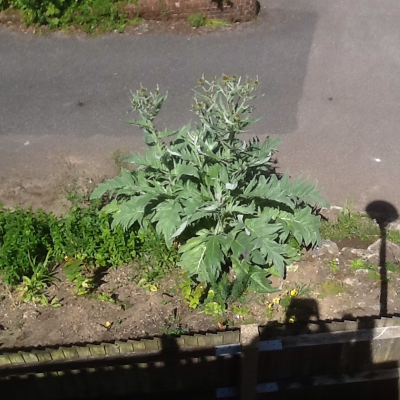 Cardoon in the GardenTags plant encyclopedia