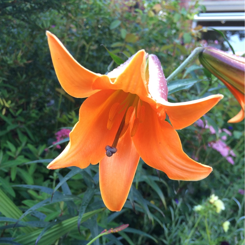 Lily African Queen (Trumpet/Aurelian) in the GardenTags plant encyclopedia