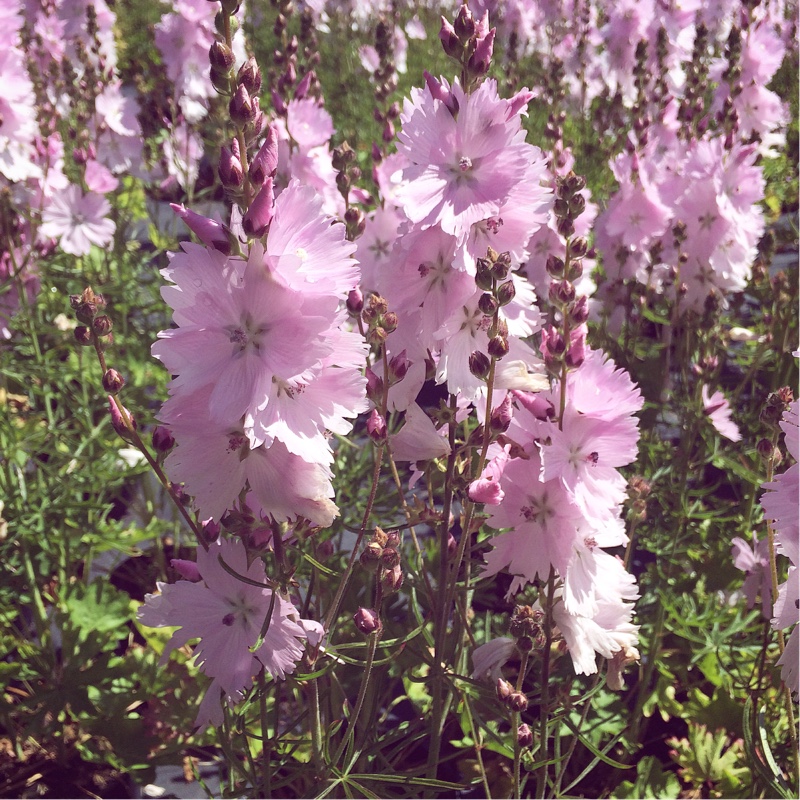 Sidalcea 'Elsie Heugh', Prairie Mallow 'Elsie Heugh' in GardenTags ...