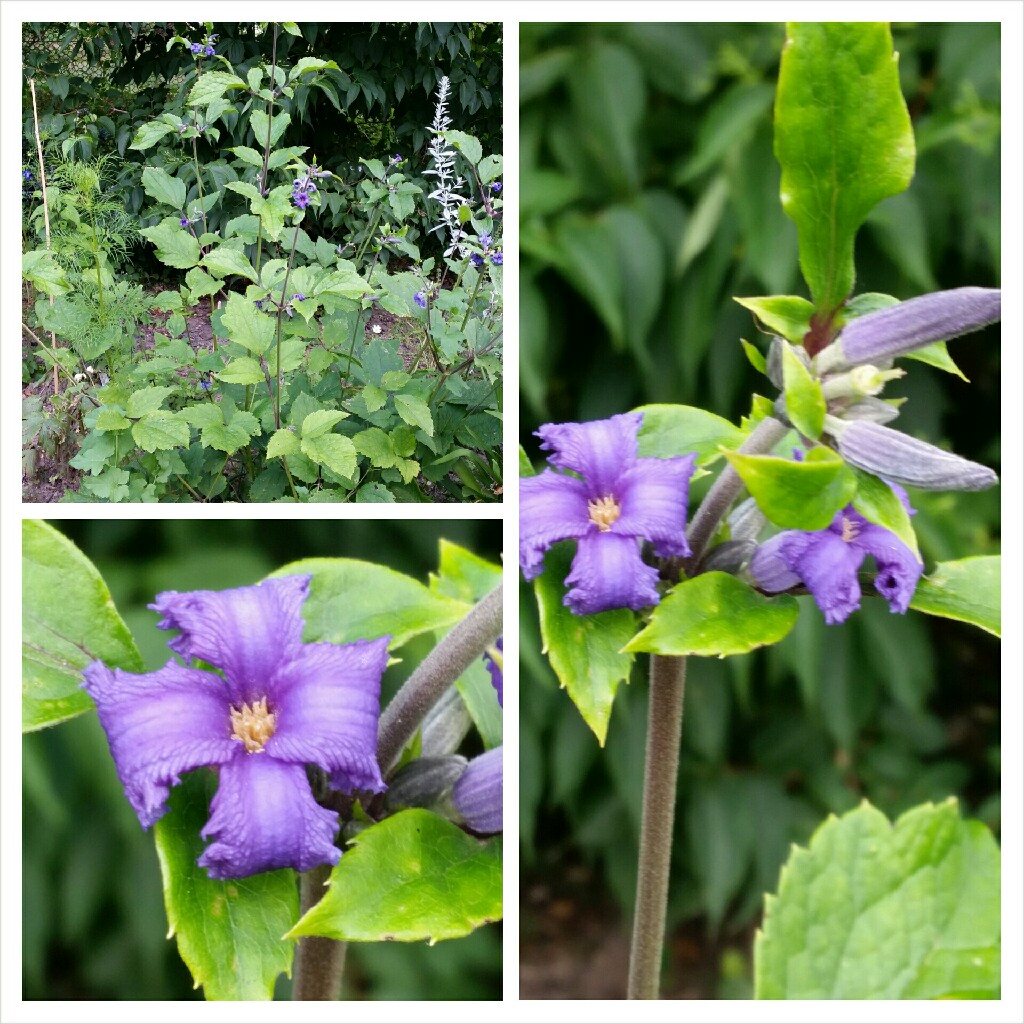 Clematis Wyevale in the GardenTags plant encyclopedia