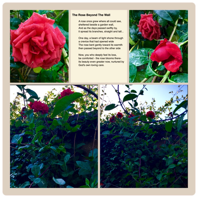 Hybrid Tea Rose Chrysler Imperial in the GardenTags plant encyclopedia