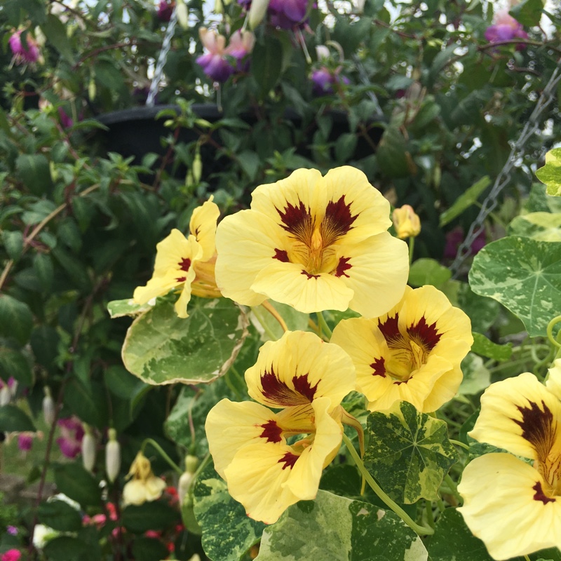 Nasturtium Troika Cream in the GardenTags plant encyclopedia