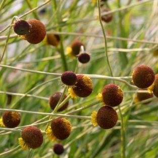 Sneezweed Autumn Lollipop in the GardenTags plant encyclopedia