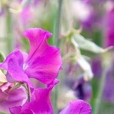 Sweet Pea Solstice Orchid in the GardenTags plant encyclopedia