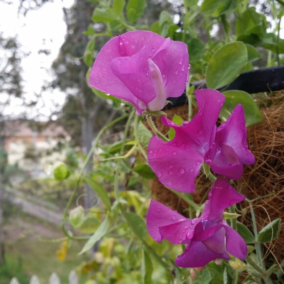 Sweet Pea Memories in the GardenTags plant encyclopedia