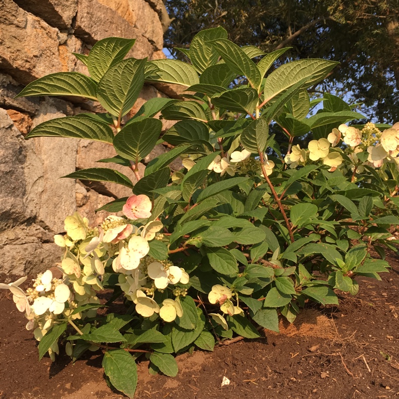 Quick Fire Hydrangea in the GardenTags plant encyclopedia