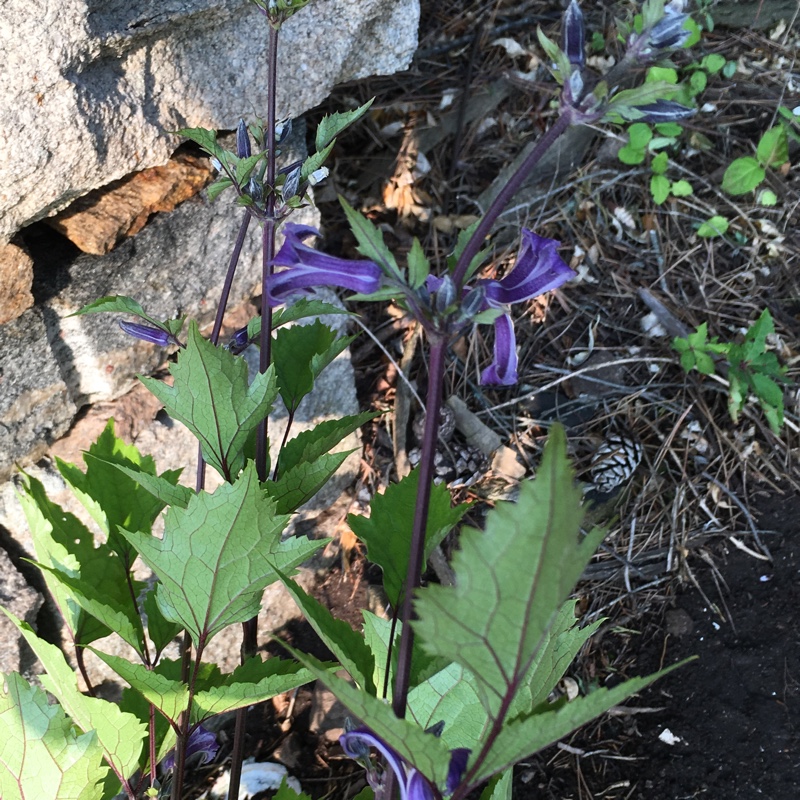 Clematis China Purple in the GardenTags plant encyclopedia