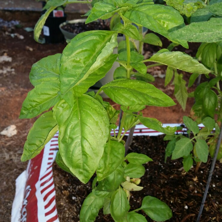 Basil Italian Large Leaf in the GardenTags plant encyclopedia