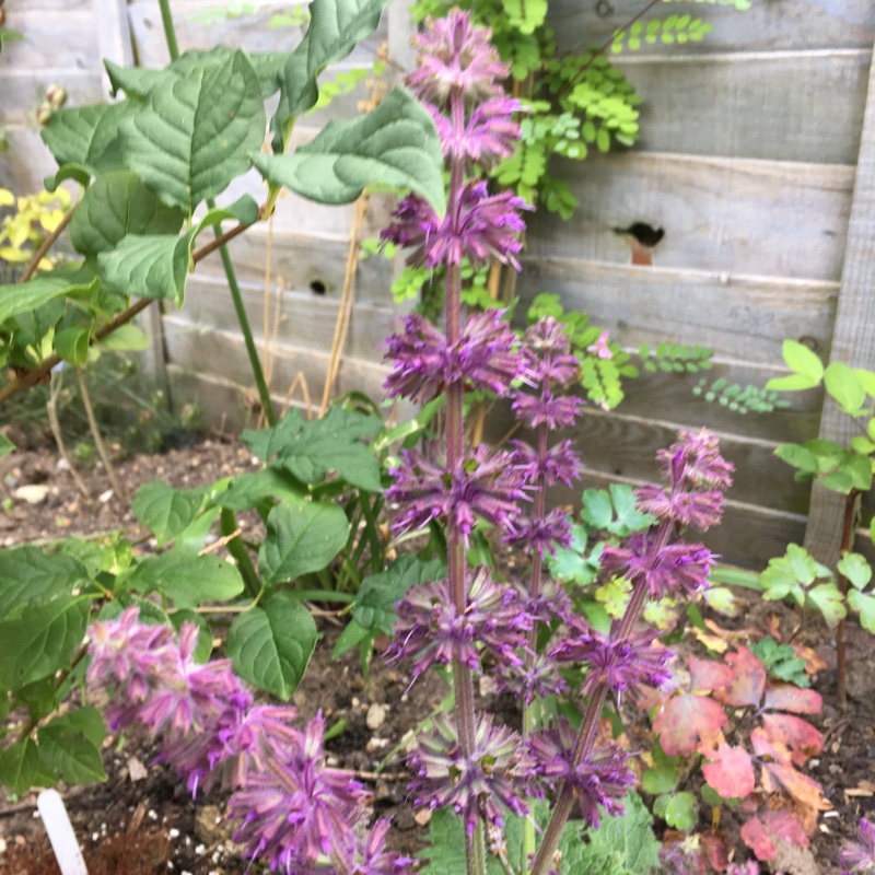 Whorled Clary Purple Rain in the GardenTags plant encyclopedia