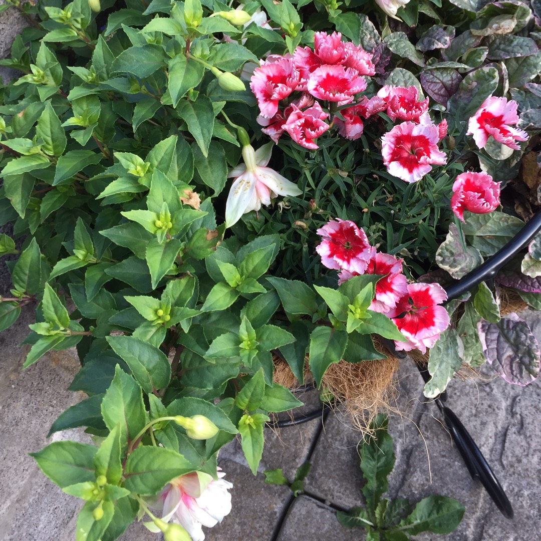 Fuchsia Royal Diamond in the GardenTags plant encyclopedia