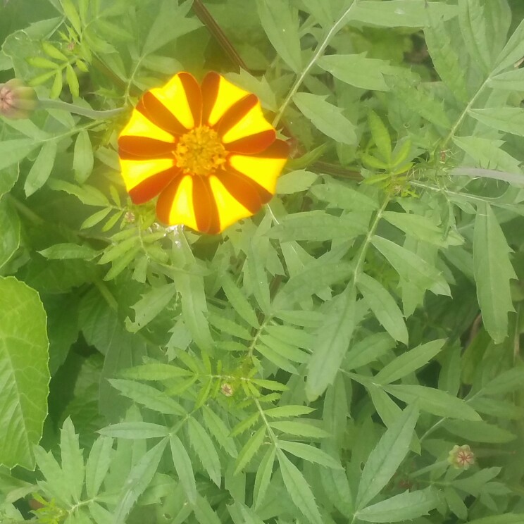 French Marigold Tall Scotch Prize in the GardenTags plant encyclopedia