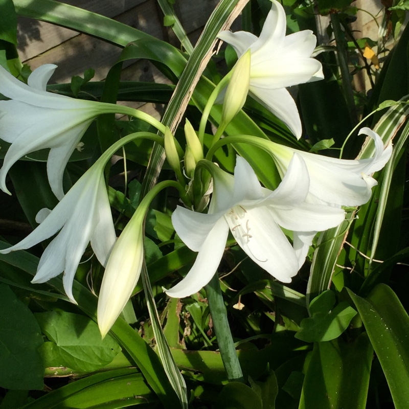 White Swamp Lily in the GardenTags plant encyclopedia