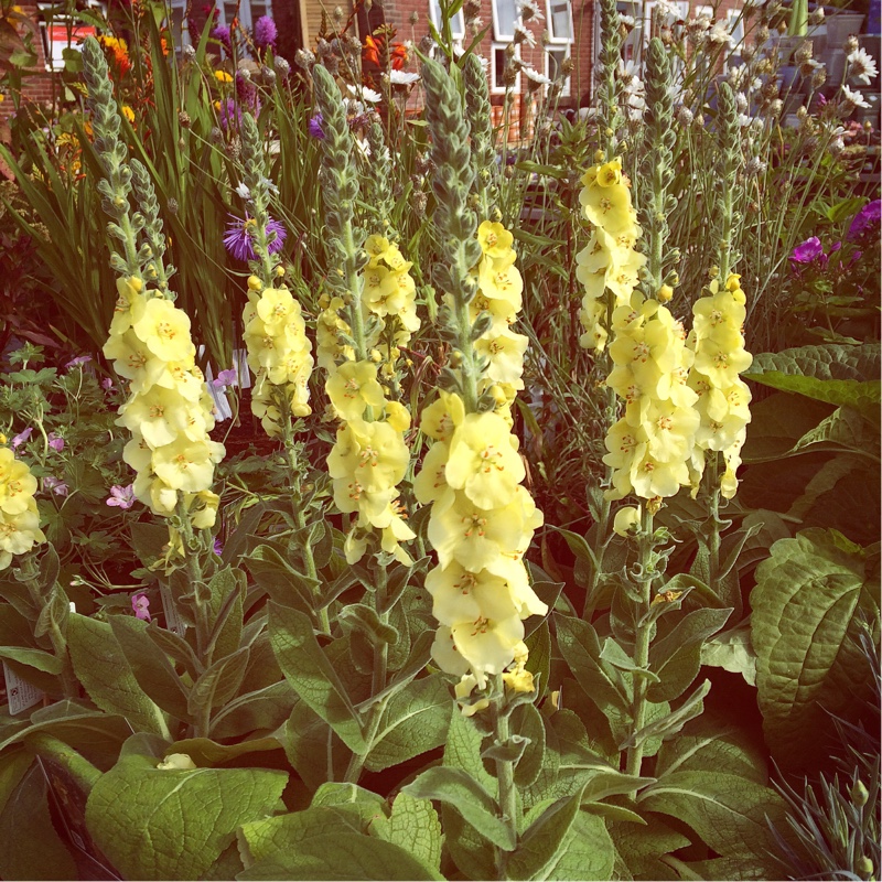 Verbascum Primrose Path in the GardenTags plant encyclopedia