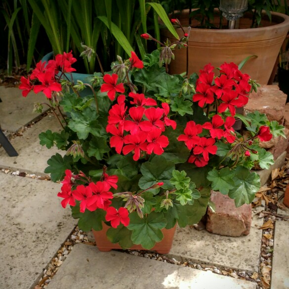 Pelargonium Caliente Fire (Interspecific) in the GardenTags plant encyclopedia