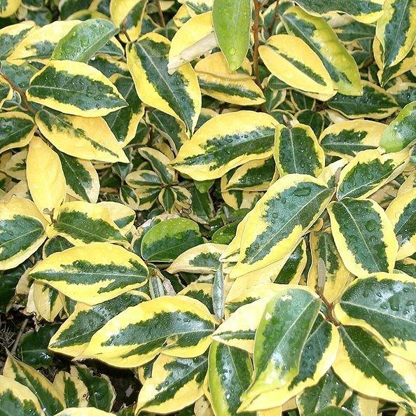 Ebbinges Silverberry Gilt Edge in the GardenTags plant encyclopedia