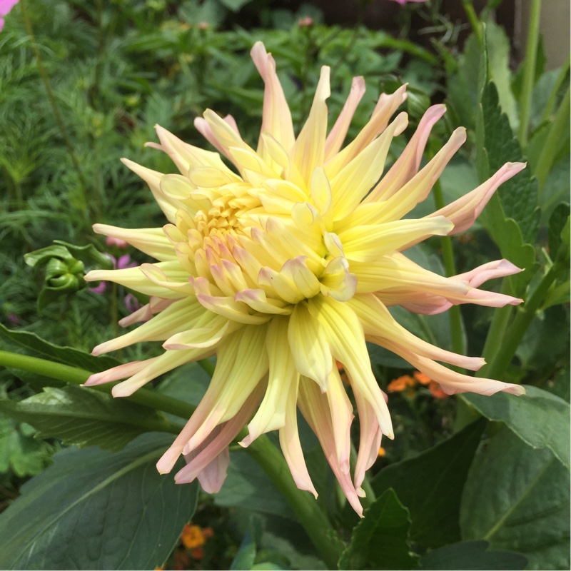 Dahlia Star Elite in the GardenTags plant encyclopedia