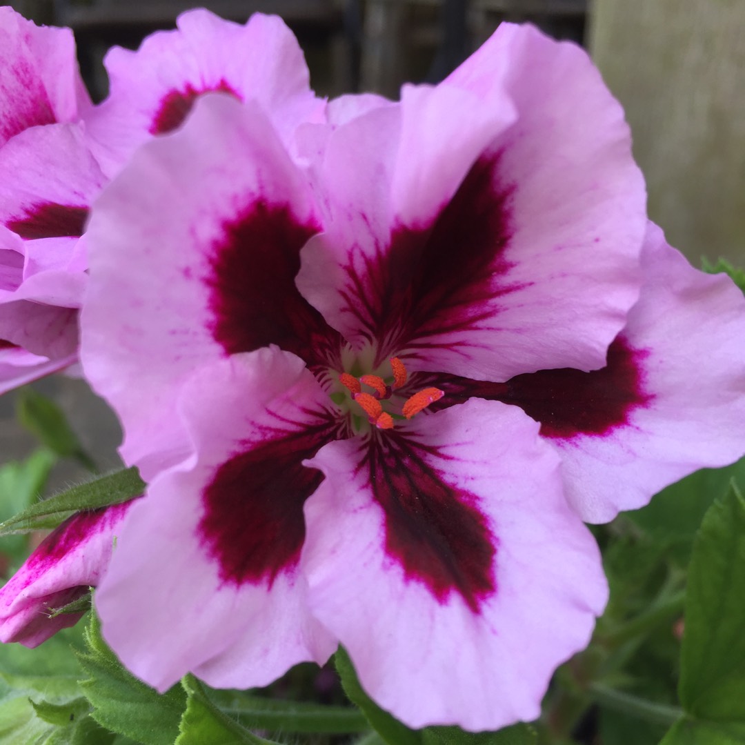 Pelargonium (Species) Sweet Scented Pelargonium in the GardenTags plant encyclopedia