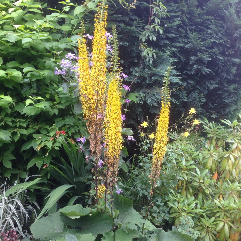 Leopard Plant Zepter in the GardenTags plant encyclopedia