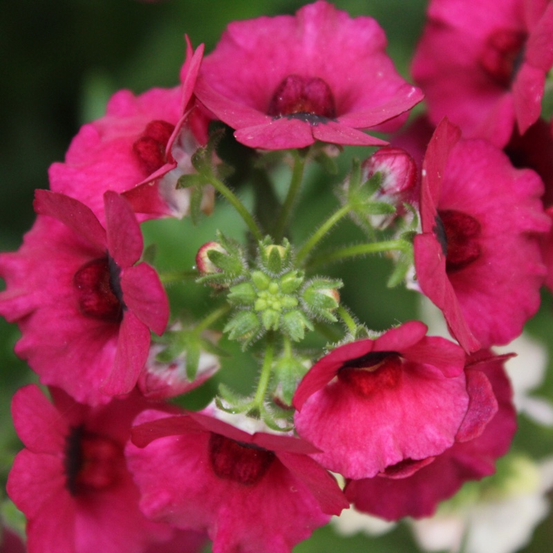 Nemesia Nesia Magenta in the GardenTags plant encyclopedia