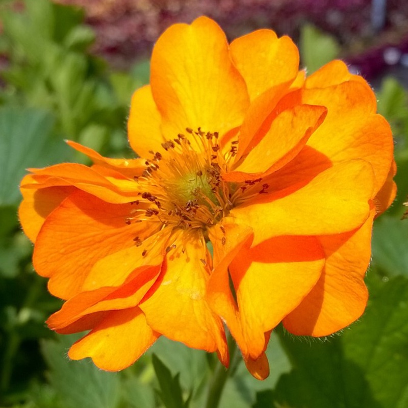 Avens Fire Storm in the GardenTags plant encyclopedia