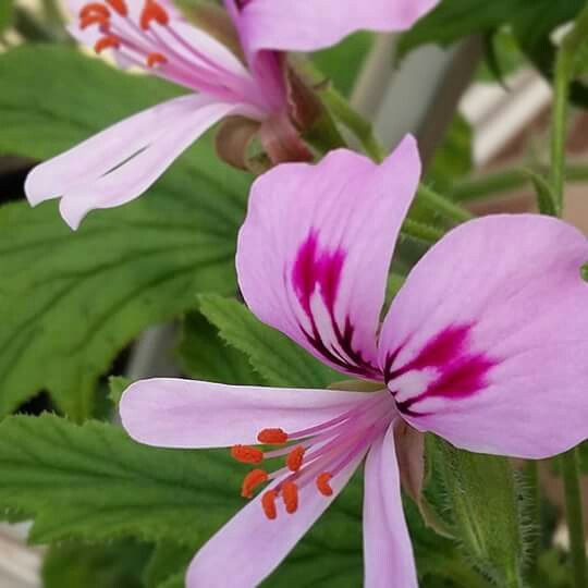 Pelargonium Mabel Grey (Scented) in the GardenTags plant encyclopedia