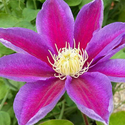 Clematis Barbara Jackman in the GardenTags plant encyclopedia