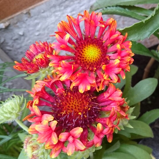 Blanket Flower Fanfare Blaze in the GardenTags plant encyclopedia