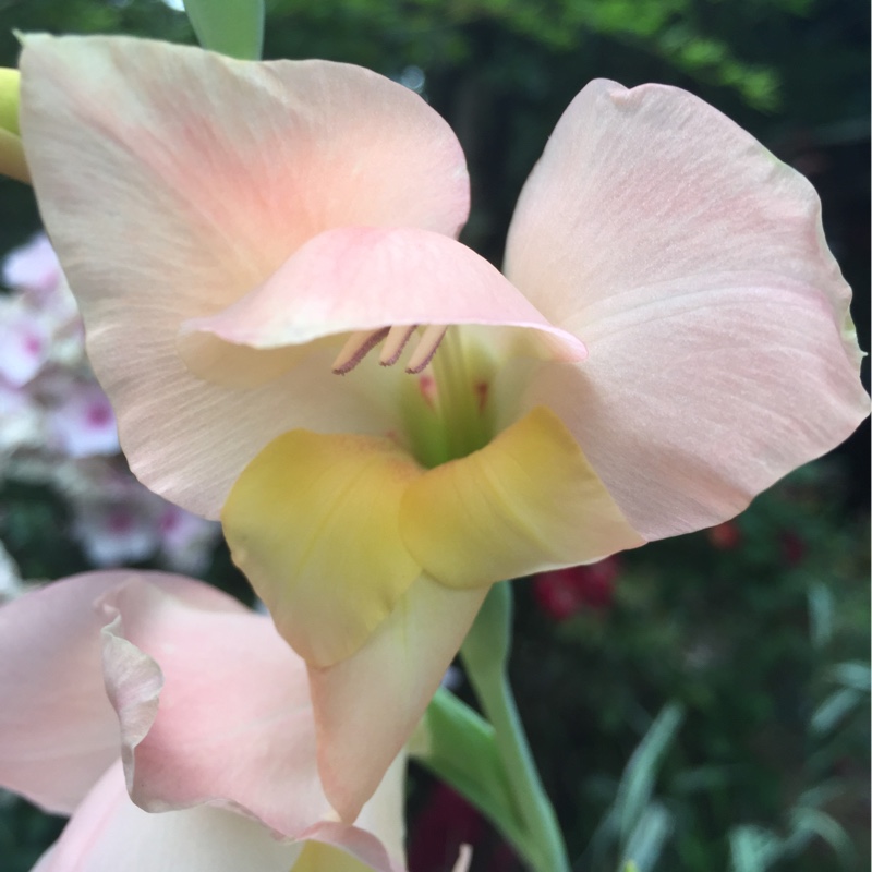 Gladioli Bolivian Peach in the GardenTags plant encyclopedia