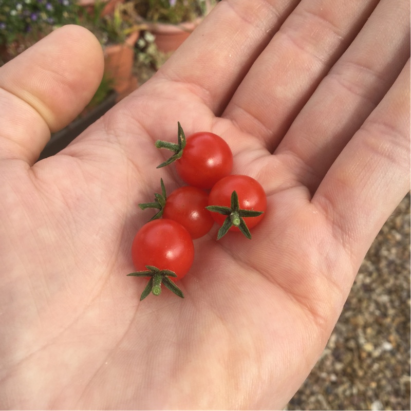 Tomato Red Currant (Cherry Tomato) in the GardenTags plant encyclopedia